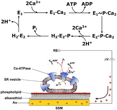 Drug Interactions With the Ca2+-ATPase From Sarco(Endo)Plasmic Reticulum (SERCA)